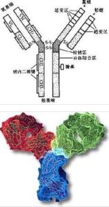 抗體立體模型