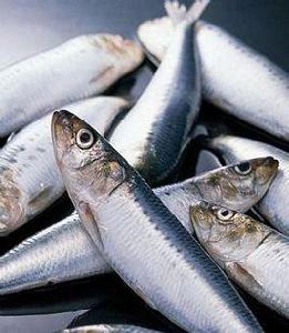 鯖魚中毒 鯖魚中毒