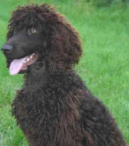 愛爾蘭水獵犬