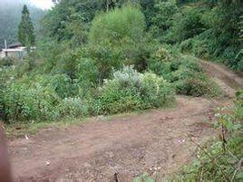 白枝樹自然村 白枝樹自然村