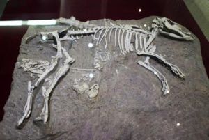 斯氏弓頜豬 斯氏弓頜豬