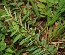 後生葉下珠亞屬