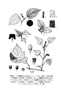 美麗葡萄（原變種）