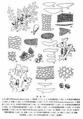 綠片苔科 綠片苔科