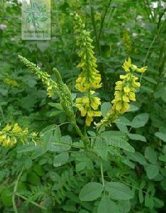 草木犀屬 草木犀屬