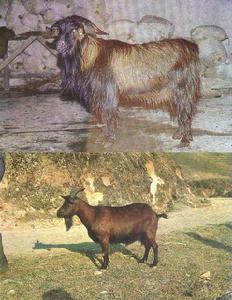 龍陵山羊 龍陵山羊