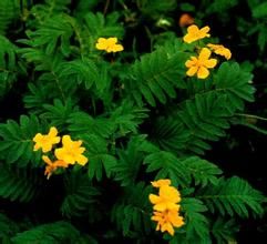 脫毛總梗委陵菜 脫毛總梗委陵菜