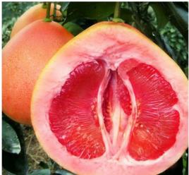 紅肉蜜柚苗 紅肉蜜柚苗