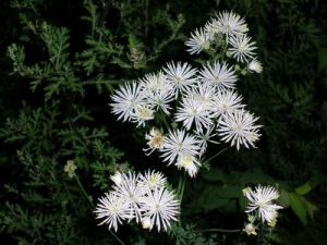 小果唐松草根 小果唐松草根