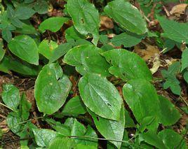 時珍淫羊藿 時珍淫羊藿