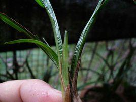 草龍根[草龍根]