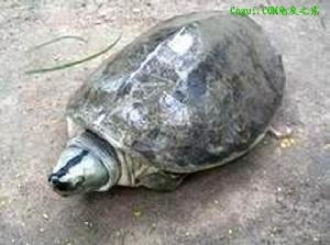 緬甸巨型棱背龜