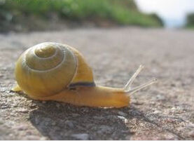 蝸牛[軟體動物]