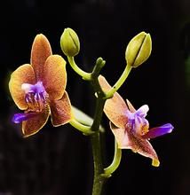 連心奇花 連心奇花