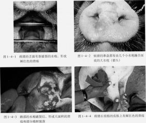 豬水皰性口炎 豬水皰性口炎