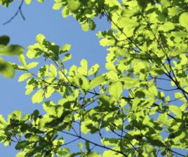 遼東櫟[遼東櫟]