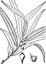 竹葉榕[竹葉榕]