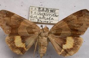 客來夜蛾 客來夜蛾