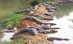 鱷魚的天堂--鱷魚湖