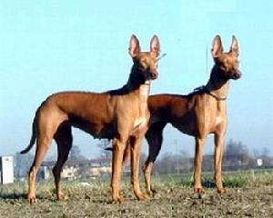 西西里獵犬 西西里獵犬