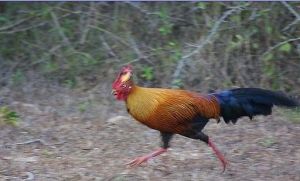 （圖）黑尾原雞