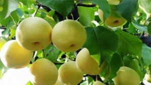 五彩生態農莊 五彩生態農莊