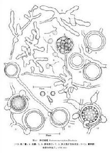 群結腐霉 群結腐霉