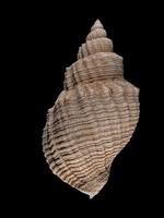 衣裳核螺 衣裳核螺