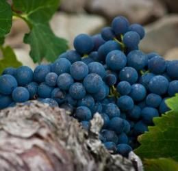 連山葡萄 連山葡萄