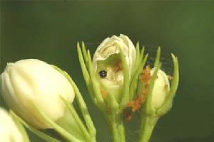 茉莉花蕾螟 茉莉花蕾螟