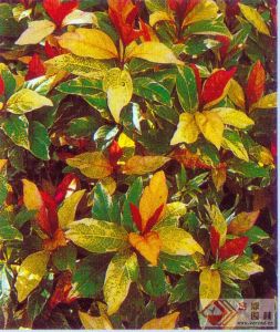 錦葉擬美花 錦葉擬美花