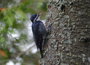 黑背啄木鳥 黑背啄木鳥