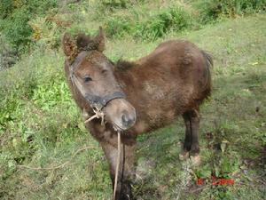 蒼巴席自然村農村經濟-養殖業
