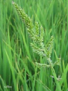 湖南稗子 湖南稗子