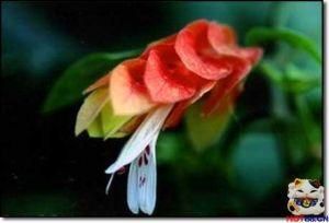 泰北紅毛藍 泰北紅毛藍