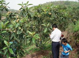 枇杷山莊 枇杷山莊