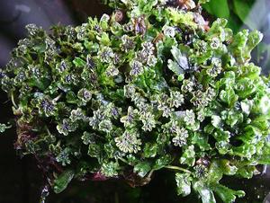 葉附生苔類 葉附生苔類