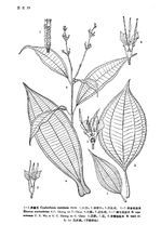 鱗毛柏拉木 鱗毛柏拉木