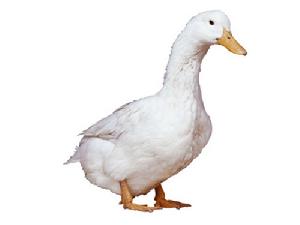 奧白星鴨 奧白星鴨