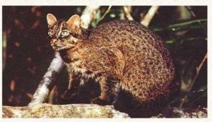 西表山貓 西表山貓