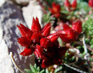 唐古紅景天 唐古紅景天