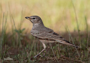 漠百靈印度亞種 漠百靈印度亞種