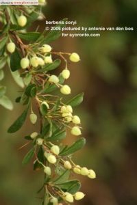 貢山小檗 貢山小檗