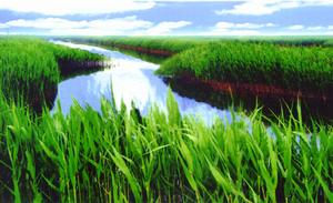 （圖）遼河三角洲