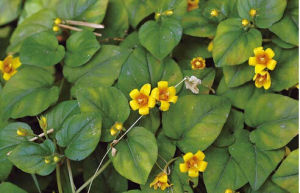 尖瓣過路黃 尖瓣過路黃