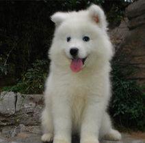 薩莫耶犬 薩莫耶犬