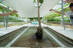 深液流水培模式