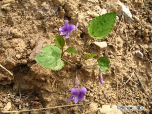 毛萼堇菜 毛萼堇菜