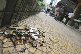 小強[漢語詞語]