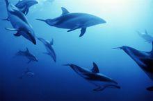 Nst[人格心理學]